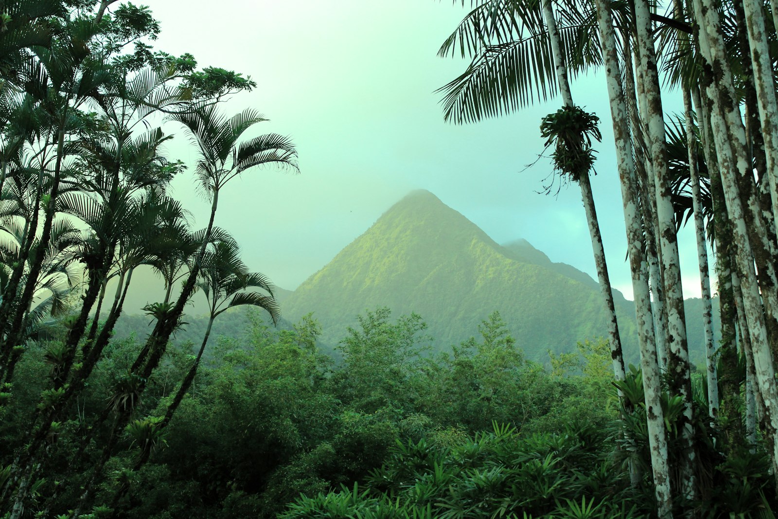 Palmiers et montagne en Martinique